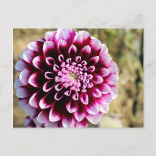 Maroon Dahlia Feiertagspostkarte