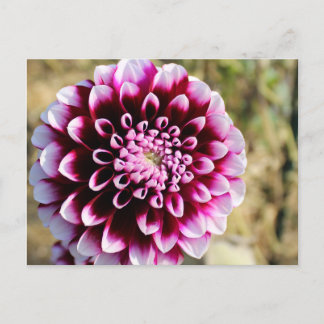 Maroon Dahlia Feiertagspostkarte