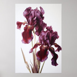 Maroon Iris Blume Art Print Poster