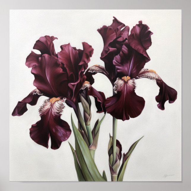 Maroon Iris Blume Art Print Poster (Vorne)