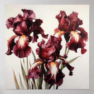 Maroon Iris Blume Art Print Poster