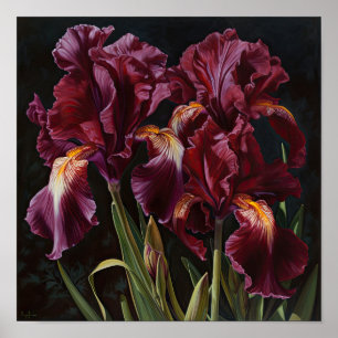 Maroon Iris Blume Art Print Poster