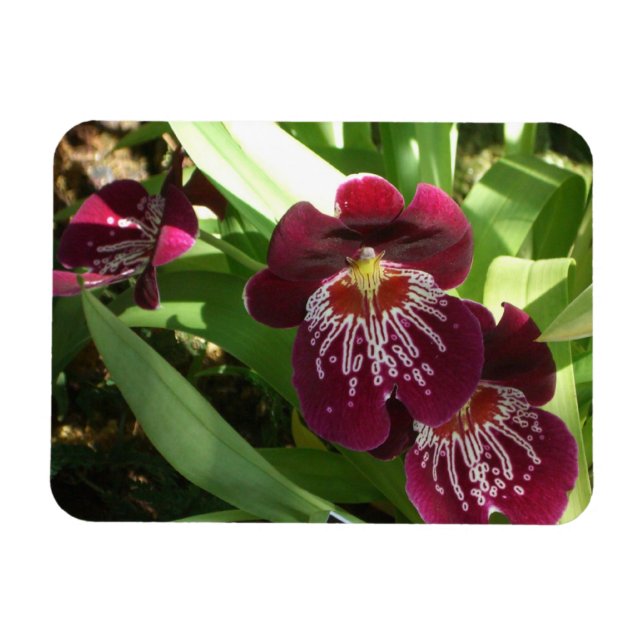 Maroon Orchideen II Elegante Blumen Magnet (Horizontal)