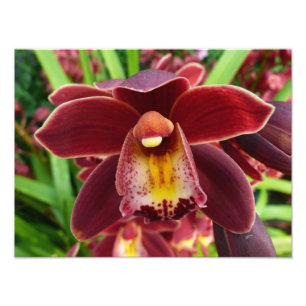 Maroon Orchids I Beautiful Red Floral Fotodruck