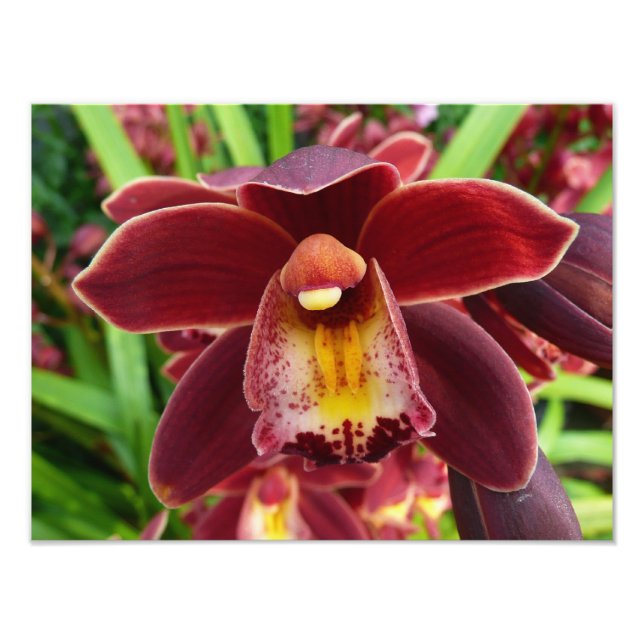 Maroon Orchids I Beautiful Red Floral Fotodruck (Vorne)