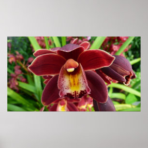 Maroon Orchids I Beautiful Red Floral Poster