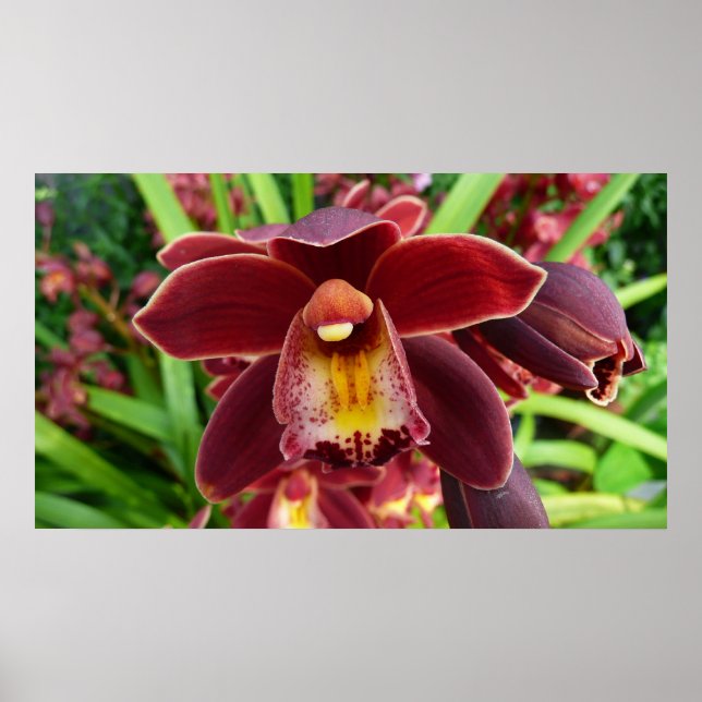 Maroon Orchids I Beautiful Red Floral Poster (Vorne)