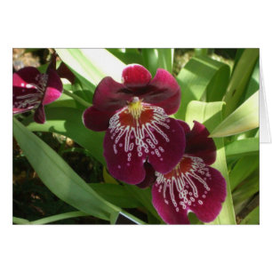 Maroon Orchids II Elegante