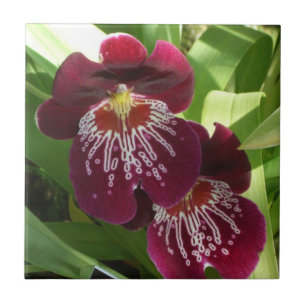Maroon Orchids II Elegante Fliese