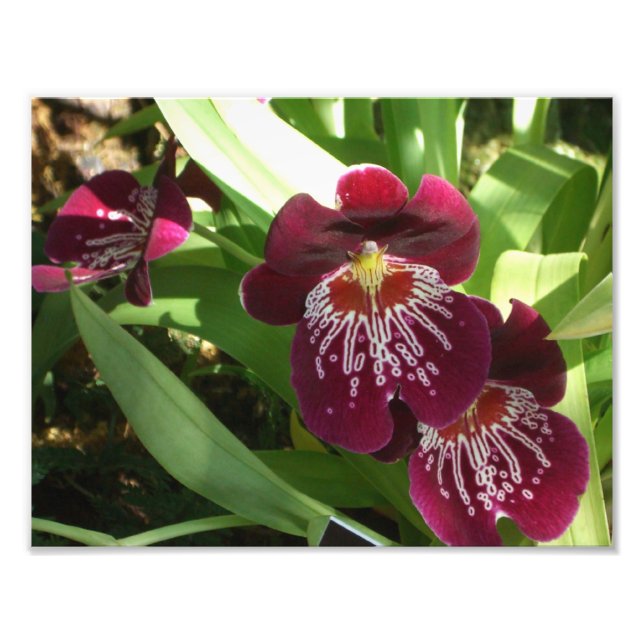Maroon Orchids II Elegante Fotodruck (Vorne)