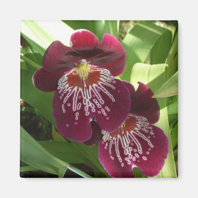 Maroon Orchids II Elegante Magnet (Vorne)