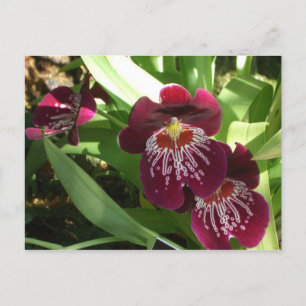 Maroon Orchids II Elegante Postkarte