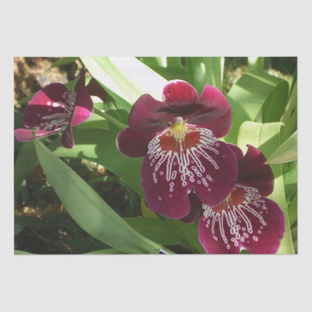 Maroon Orchids II Elegante Seidenpapier (Vorderseite)