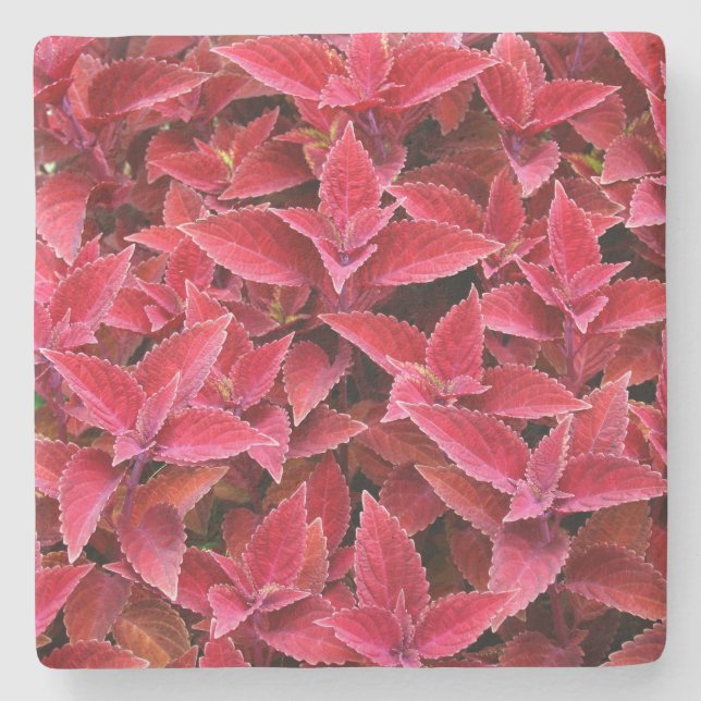 Maroon Red Coleus Texture, Stone Untersetzer (Vorderseite)