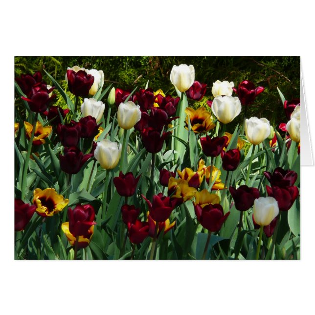Maroon und Gelbe Tulips farbenfrohe Blumen (Vorderseite (Horizontal))