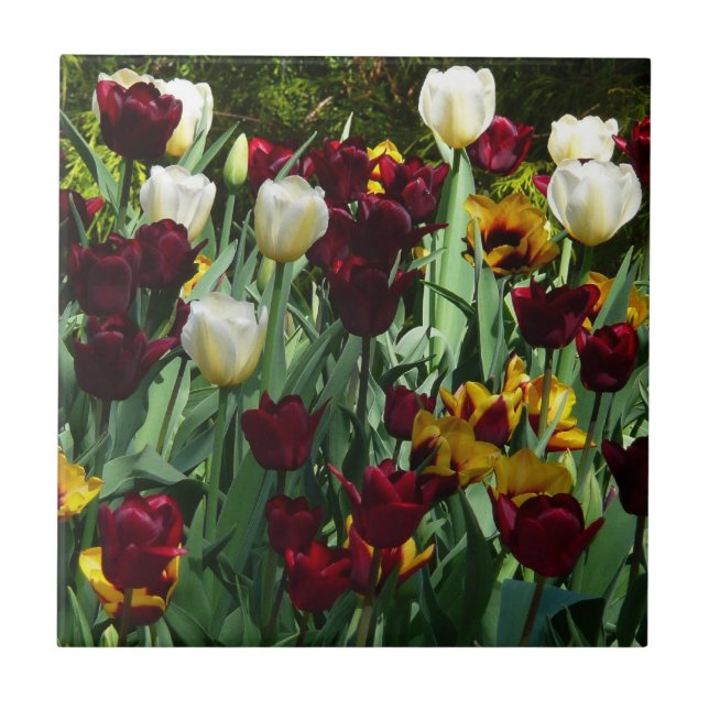 Maroon und Gelbe Tulips farbenfrohe Blumen Fliese (Vorderseite)