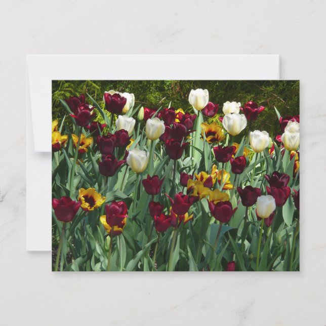 Maroon und Gelbe Tulips farbenfrohe Blumen Karte (Vorderseite)