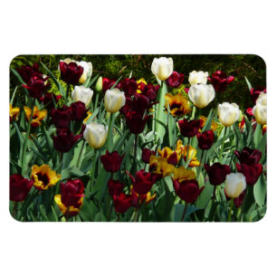 Maroon und Gelbe Tulips farbenfrohe Blumen Magnet