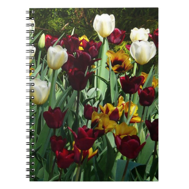 Maroon und Gelbe Tulips farbenfrohe Blumen Notizblock (Vorderseite)