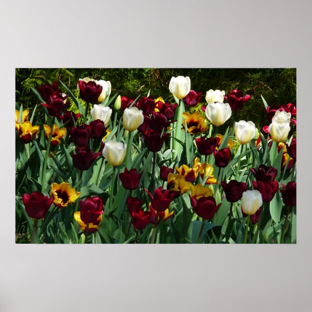 Maroon und Gelbe Tulips farbenfrohe Blumen Poster (Vorne)