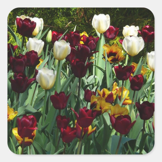 Maroon und Gelbe Tulips farbenfrohe Blumen Quadratischer Aufkleber (Vorderseite)