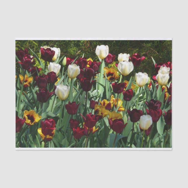 Maroon und Gelbe Tulips farbenfrohe Blumen Seidenpapier (Vorderseite)