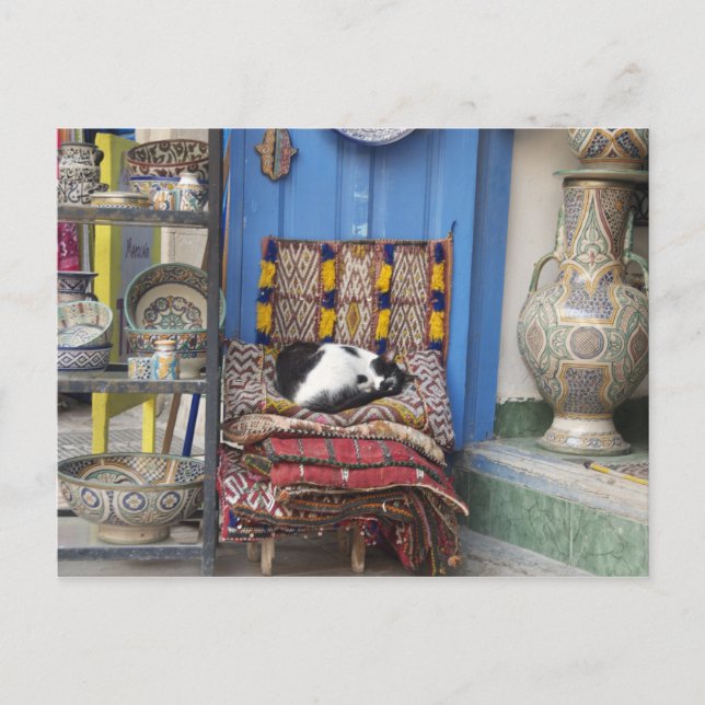 Marrakesh Cat Postkarte (Vorderseite)