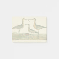 Marsh Bird Curlew Snipe Vogelbeobachtung