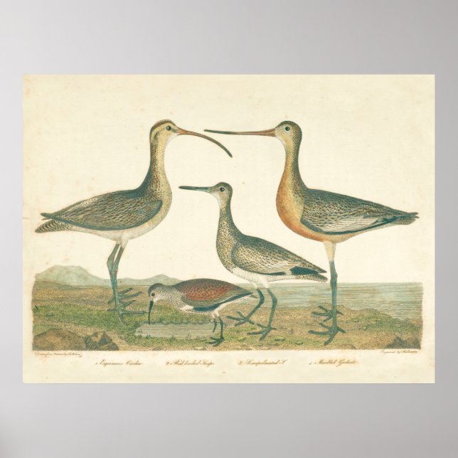 Marsh Bird Curlew Snipe Vogelbeobachtung Poster (Vorne)
