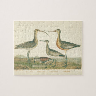Marsh Bird Curlew Snipe Vogelbeobachtung Puzzle