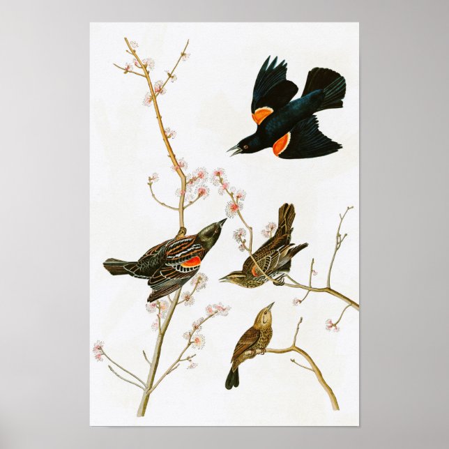 Marsh Blackbird John Audubon Birds of America Poster (Vorne)