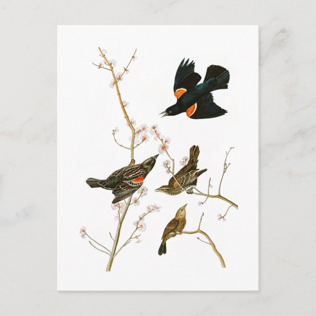 Marsh Blackbird John Audubon Birds of America Postkarte (Vorderseite)