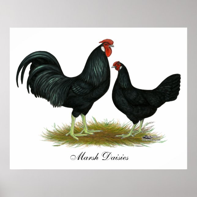 Marsh Daisy Chickens Poster (Vorne)