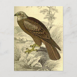 Marsh Harrier:  Vintag Jardines Postkarte