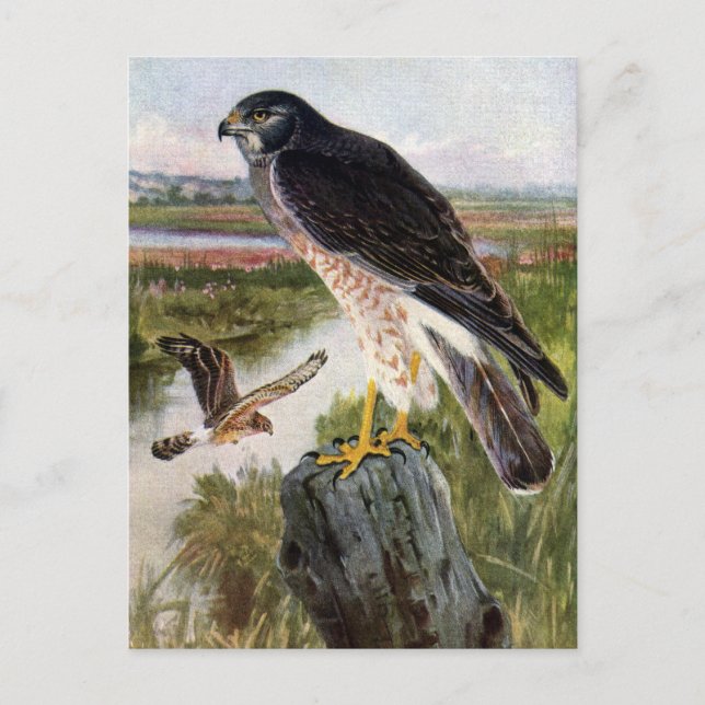 Marsh Hawk Postkarte (Vorderseite)