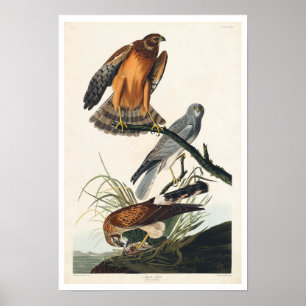 Marsh Hawk von Audubon Poster