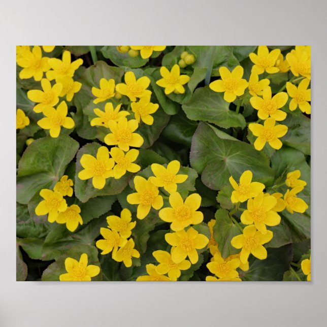 Marsh Marigold in Bloom Poster (Vorne)