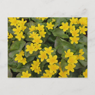 Marsh Marigold in Bloom Postkarte