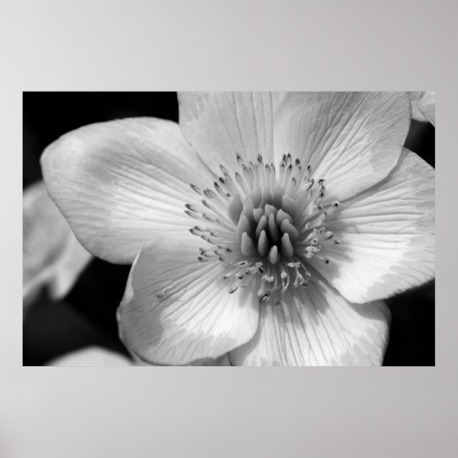 Marsh Marigold Poster (Vorne)