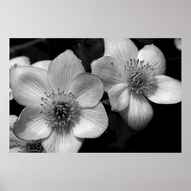 Marsh Marigolds Poster (Vorne)