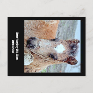 Marsh Tacky Horse Postcard Postkarte