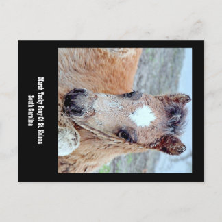Marsh Tacky Horse Postcard Postkarte