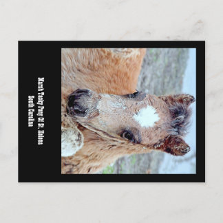 Marsh Tacky Horse Postcard Postkarte