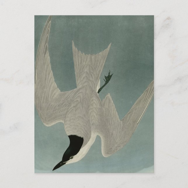 Marsh Tern Postkarte (Vorderseite)