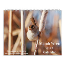 Marsh Wren