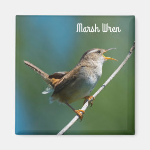 Marsh Wren Magnet