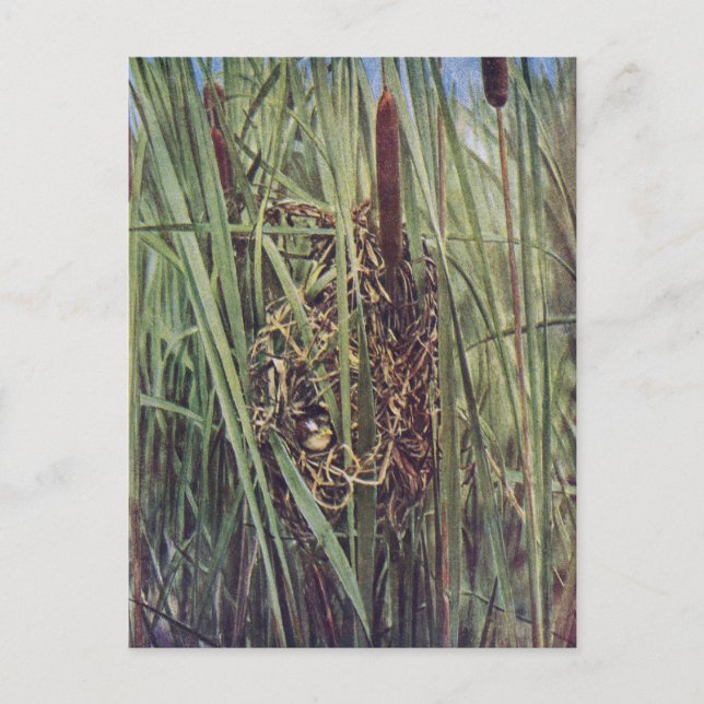 Marsh Wren Nest in Cattails Postkarte (Vorderseite)