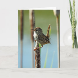 Marsh Wren Notecard Karte