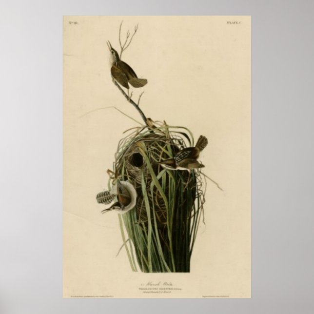 Marsh Wren Poster (Vorne)