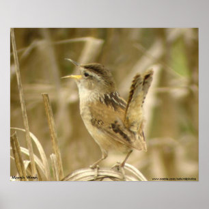 Marsh Wren Poster